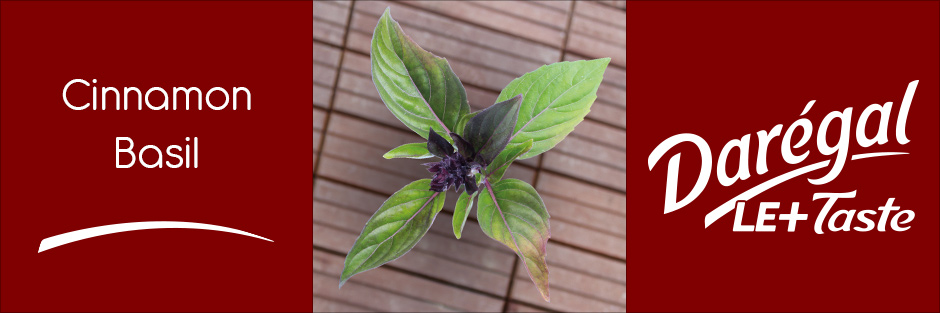 The hot if not fiery side of thyme adds power to the spicy and camphorated notes of the Darégal Cinnamon Basil.